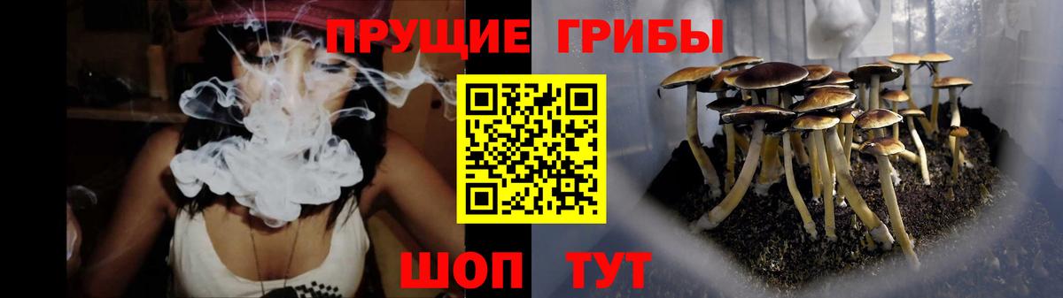Псилоцибиновые грибы Psilocybe Ярцево